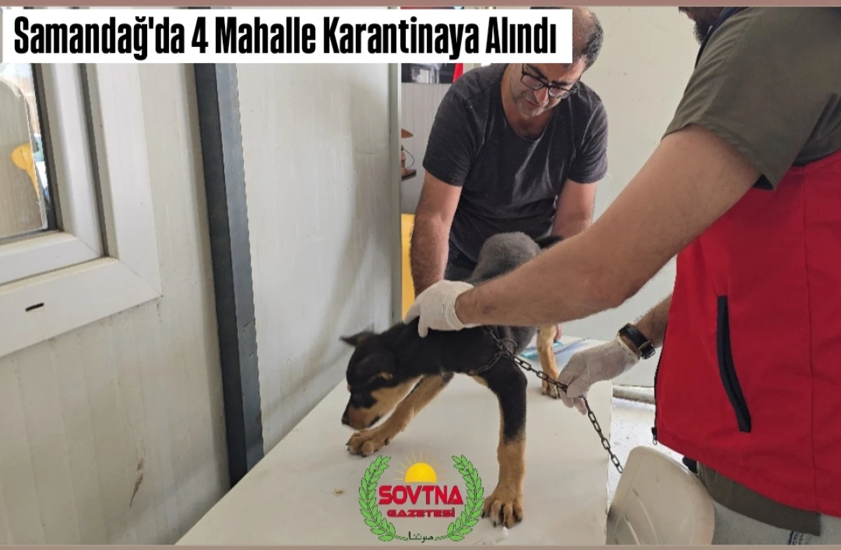 Samandağ’da Kuduz Alarmı: Dört Mahalle Karantinaya Alındı